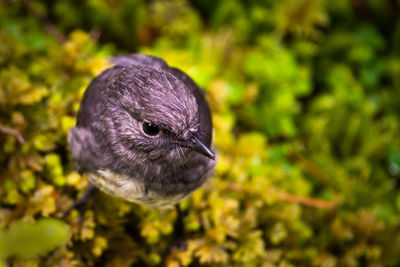 Close-up of a bird