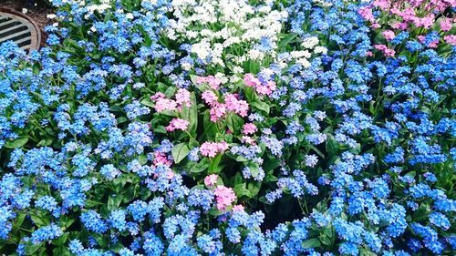 Full frame shot of flowers