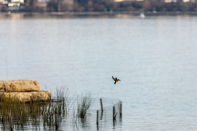 Bird flying over sea