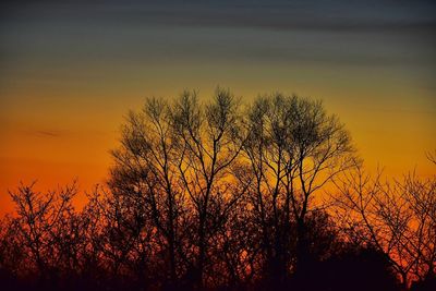 Silhouette of bare trees against sky at sunset