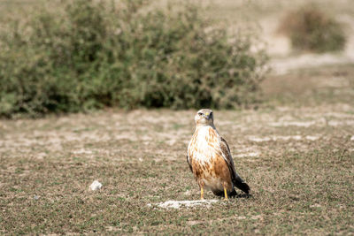 Bird perching on a land