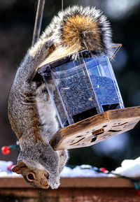 A suirrel hangs down on the bird feeder