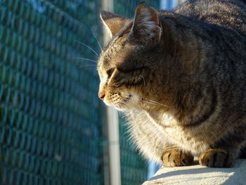 Close-up of a cat