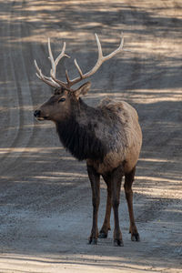 Deer standing on field