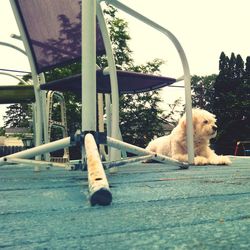 Cat looking at camera