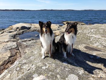 View of dogs on shore