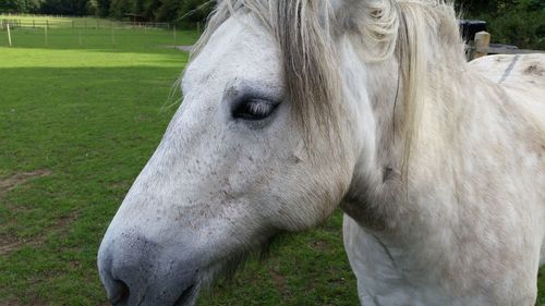 Close-up of white horse on field