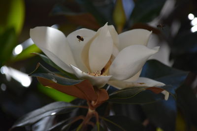 Close-up of white flowering plant