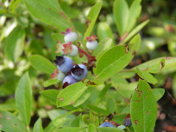 Close-up of a plant
