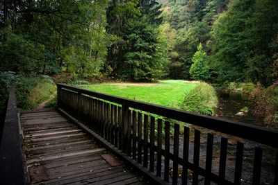 Scenic view of forest