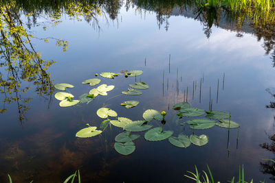 Water lily leaves floating on lake