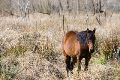 Horse standing on field