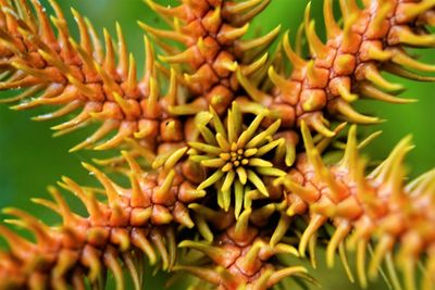 High angle view of the top of the pine tree