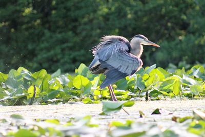 Blue heron perched on lily pads on lake