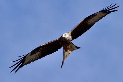 Low angle view of bird flying against clear blue sky