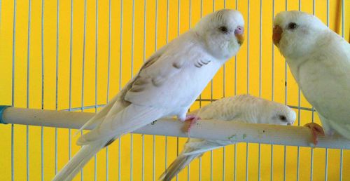 Close-up of parrot perching in cage