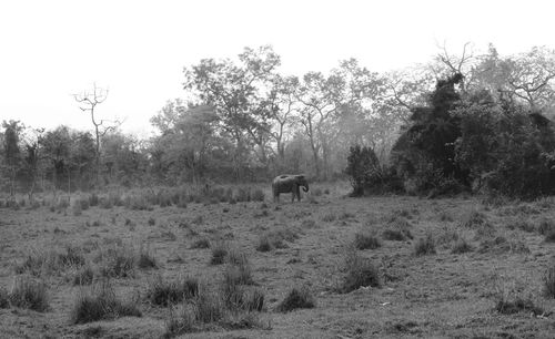 Cows grazing on field against clear sky