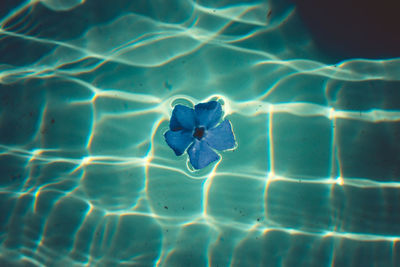 High angle view of leaf floating in swimming pool