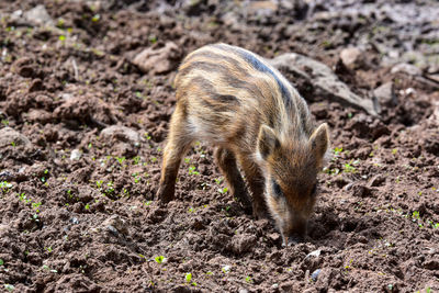 Close-up of young boar in the field