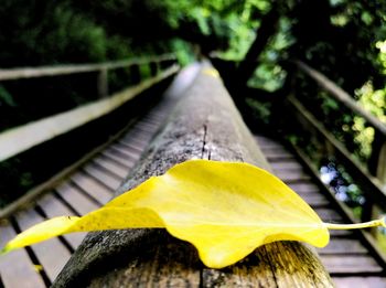 Close-up of yellow leaf