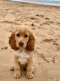 Portrait of dog sitting on sand