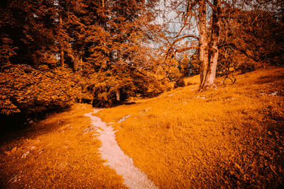 Road amidst trees in forest during autumn