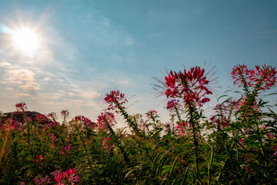 Low angle view of flowering plants against sky