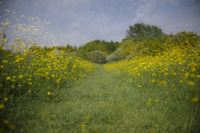 Close-up of oilseed rape field against sky