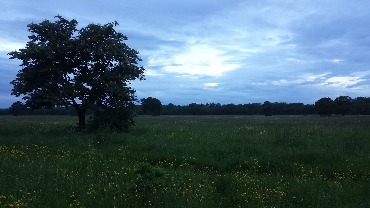 tranquil scene, field, tranquility, landscape, sky, tree, grass, beauty in nature, scenics, growth, nature, grassy, rural scene, cloud - sky, cloud, idyllic, non-urban scene, green color, no people, meadow