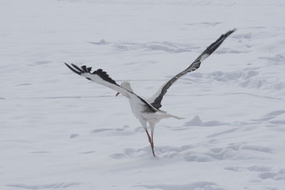 A stork in a cold winter landscape with white snow