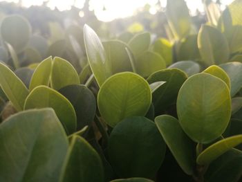 Close-up of green leaves