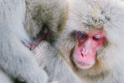 Close-up of monkey looking away