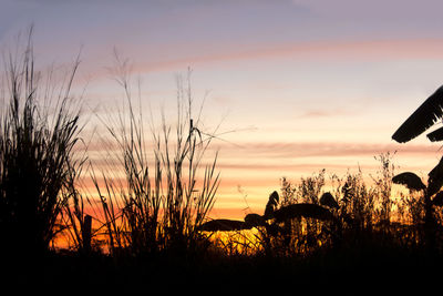 Silhouette plants on field against sky during sunset