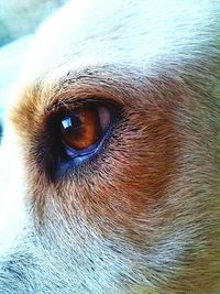 Close-up portrait of dog