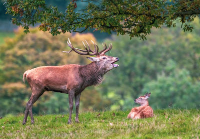 Deer standing on field