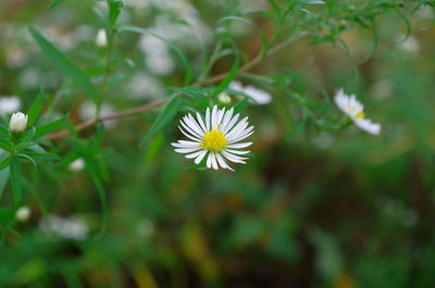 Close-up of white daisy flower on field