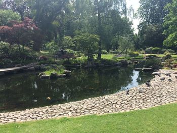 View of plants growing in water