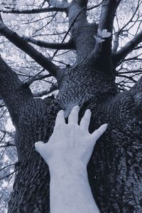 Close-up of bare tree trunk