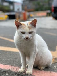 Portrait of a cat on road