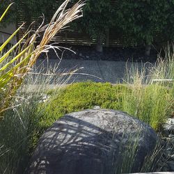 Plants growing on landscape