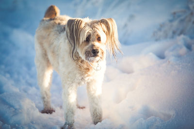 Portrait of dog on snow