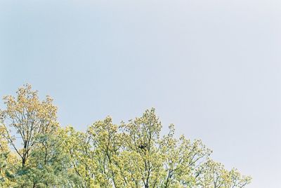 Low angle view of blooming tree against clear sky