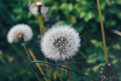 Close-up of dandelion flower