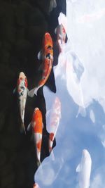 View of koi fish in sea