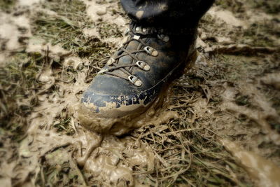 Close-up of plant on field