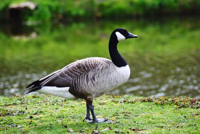 Mallard duck on a field