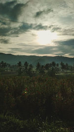 Scenic view of trees on field against sky