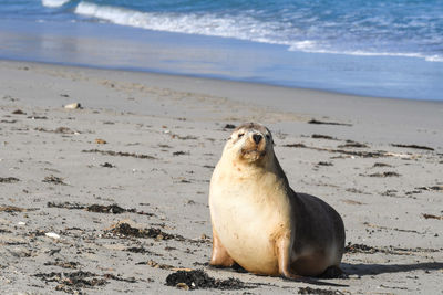 High angle view of sea lion on beach