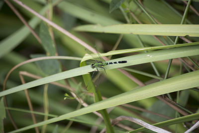 Close-up of insect on blade of grass