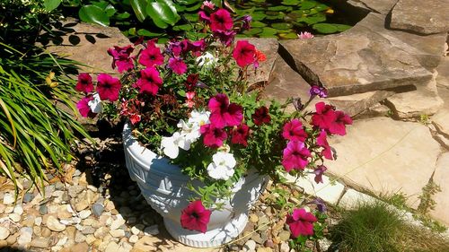 High angle view of potted plants